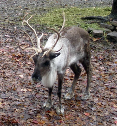 Cleveland Metroparks Zoo reindeer