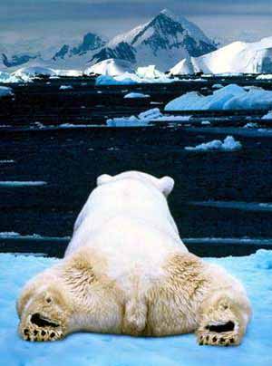 Polar bear relaxing