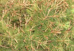 sprcue tree needles