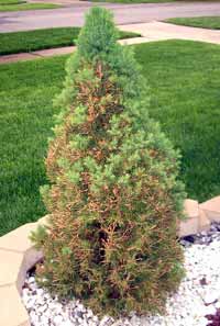 dwarf alberta spruce tree