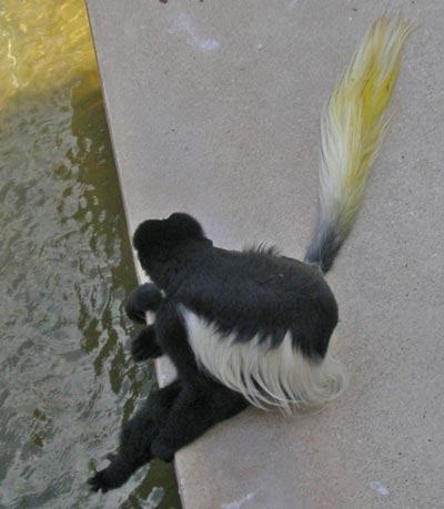 colobus monkeys on Cleveland Zoo's monkey island