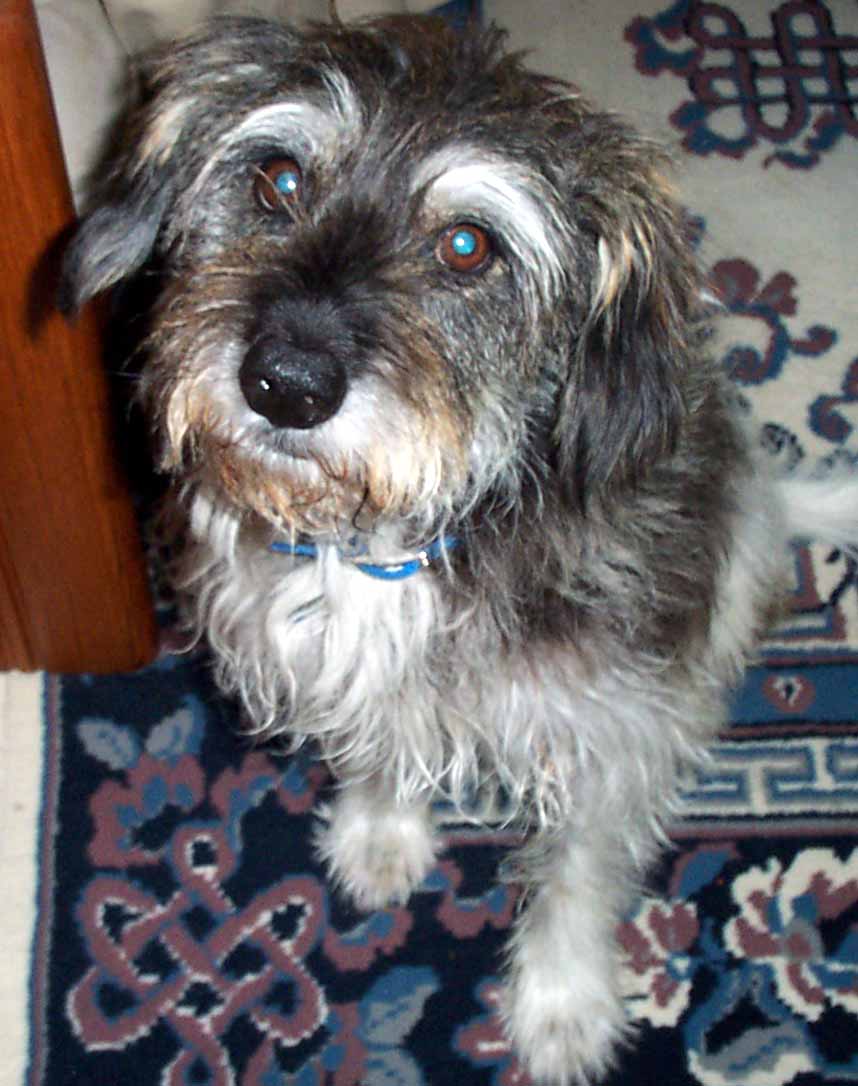 Ivan and Natasha's dog Kolya
