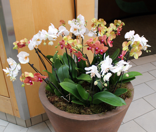 Orchid from Orchid Mania at Cleveland Botanical Gardens 2020