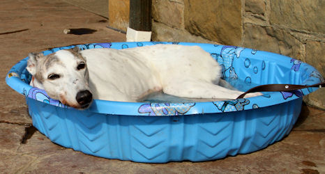 Senior dog