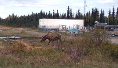 Moose on the Loose along Route 1