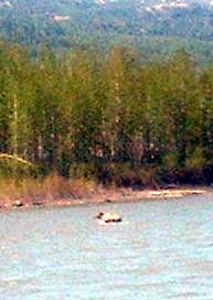 Moose emerging from river