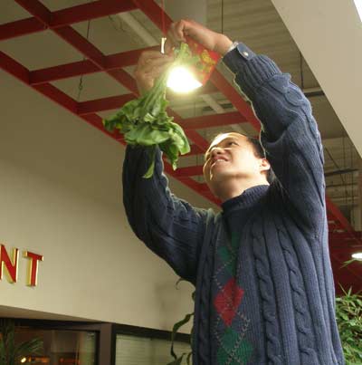 Hanging lucky lettuce for Chinese New Years at Li Wah