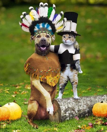 Dog and cat dressed for Thanksgiving