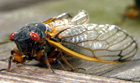 Cicada