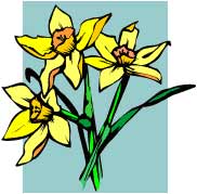 Daffodils