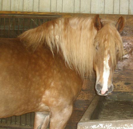 Belgian Draft Horse Bess