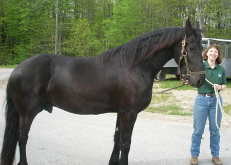 Friesian Gelding - Thiadrick (born 2006) with Equine Specialist Susan Townsend