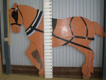Measuring a horse by hands