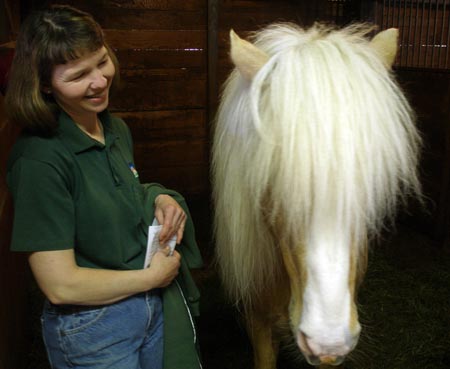 Icelandic Stud horse at Lake Farmparks