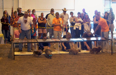 Wiener Dog Race at Cleveland Oktoberfest