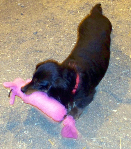 Wiener Dog Race at Cleveland Oktoberfest