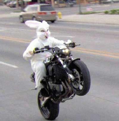 Easter bunny on motorcycle