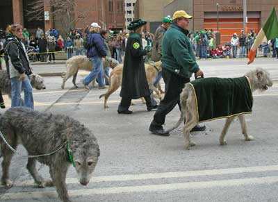 Irish Wolfhounds marching in the St Patrick's Day parade