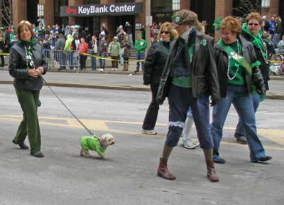 Small dog marching in parade