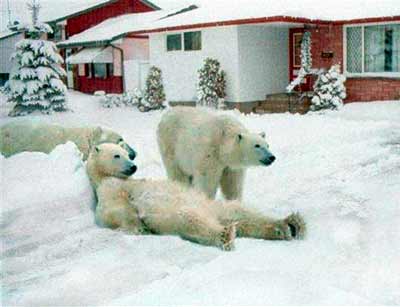 Polar bears in driveway