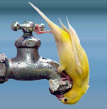 bird drinking from faucet