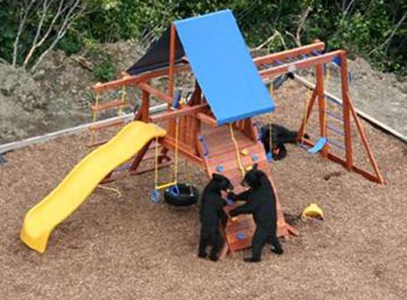 Bears playing in backyard playground