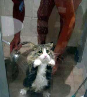 Unhappy cat shower