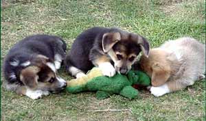 dogs chewing toy alligator