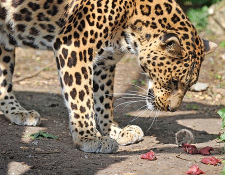 Leopard with mouse