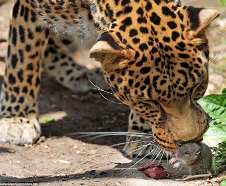 Leopard with mouse