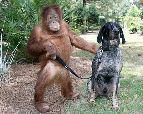 Orangutan with blue tick hound dog on leash