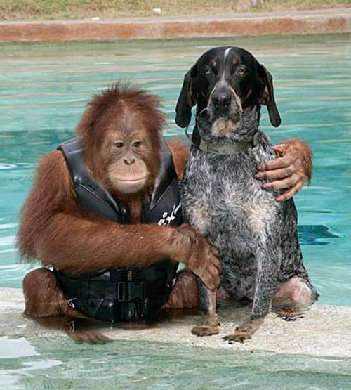 Orangutan monkey is best friends with a dog - great picture