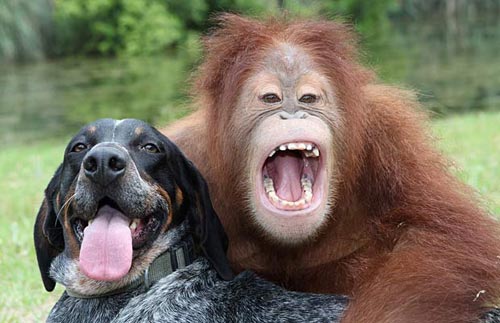 Orangutan monkey is best friends with a dog - great picture