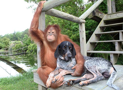 Orangutan monkey is best friends with a dog - great picture