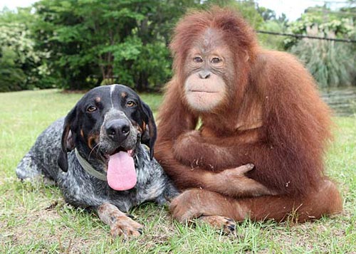 Orangutan monkey is best friends with a dog - great picture