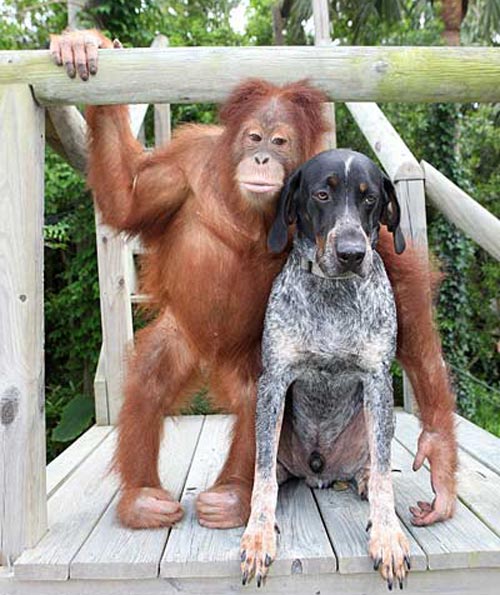 Orangutan monkey is best friends with a dog - great picture