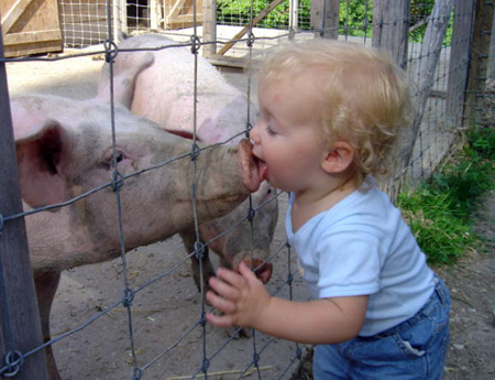 Baby kissing pig