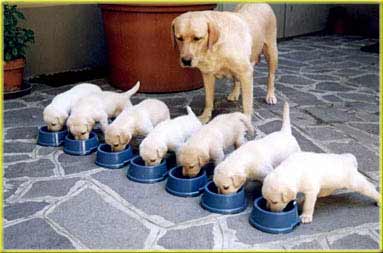 puppys eating