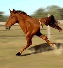 Quarter Horse running