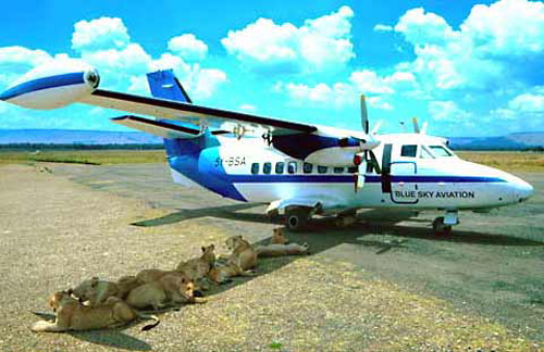 Lions in the shade of an airplane