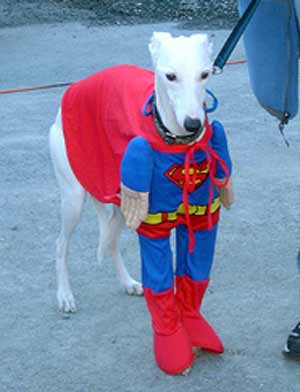 Dog dressed as Superman