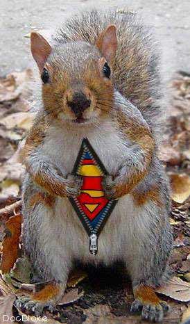 Squirrel with superman suit