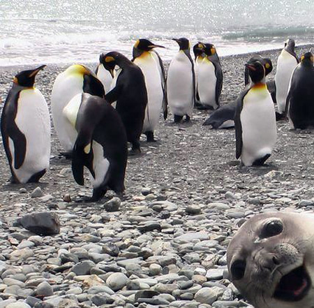 Penguins and seal in funny vacation photo