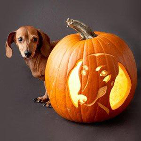Dog carved as Hallowwen Jack-o-lantern pumpkin