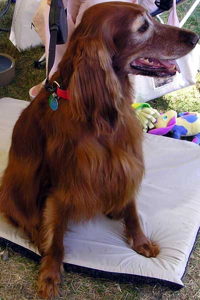 Irish Setter