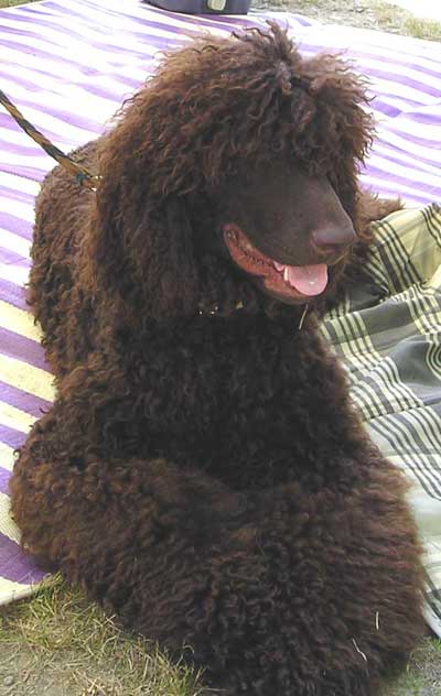 Irish Water Spaniel