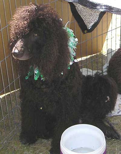 Irish Water Spaniel