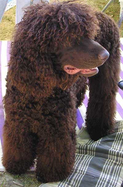 Irish Water Spaniel