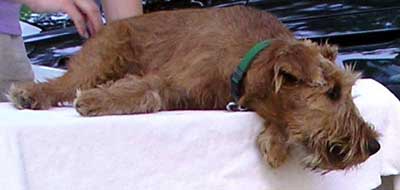 Irish Terrier wheaten