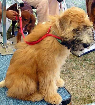 Soft-coated wheaten terrier